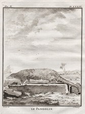 Pangolin Pholidota Animaux À