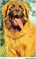 AILP8-0817 - CHIEN - leonberg