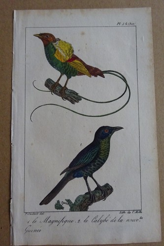 Gravure colorée oiseaux 1824 - colorée,