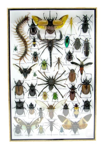 Insectes exotiques réel - -,