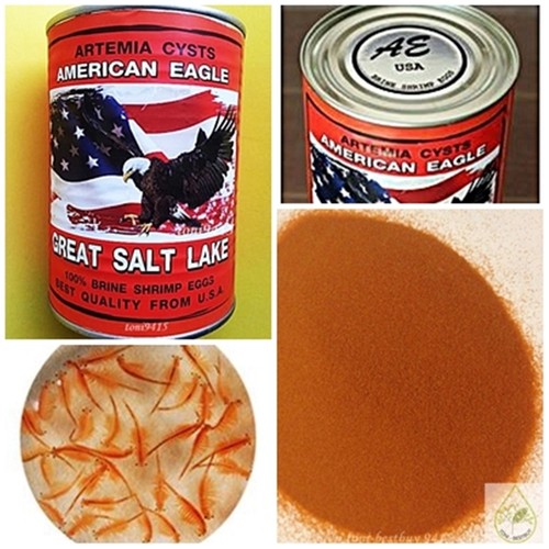 American eagle great salt lake - american,