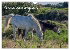Cheval camarguais (Calendrier mural 2026 DIN A4 horizontal), CALVENDO calendrier