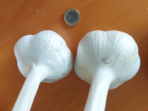 Têtes ail éléphant - 3, d'ail