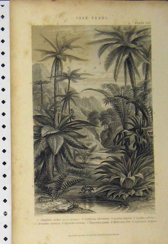 Old antique print - old,