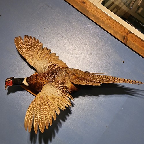 Taxidermy ring necked