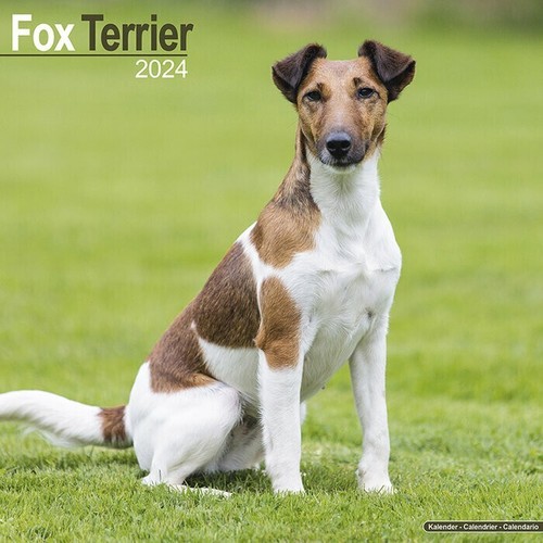 Calendrier 2024 fox terrier - 2024,