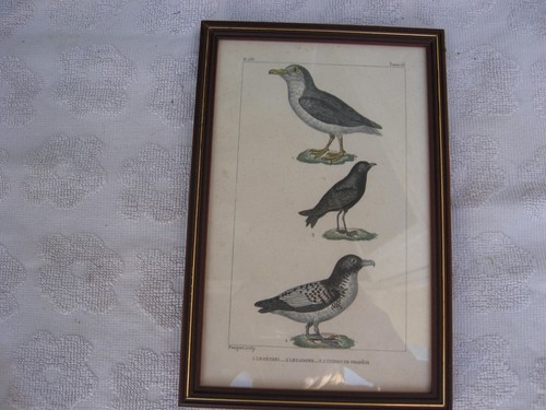 Cadre vintage gravure - vintage,