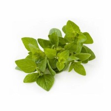 500 graines d'Origan Méthode BIO aromatique légumes plante potager