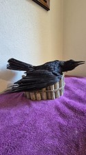 Taxidermie - oiseau