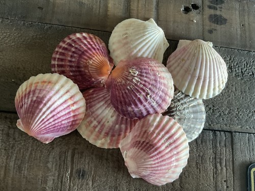 Petites coquilles - 8,