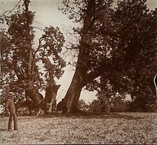 FRANCE Evian Chataignier Arbre c1900 Photo Plaque de verre Stereo Vintage §