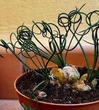 Seeds albuca spiralis - 10,