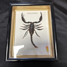 Cabinet de curiosités /