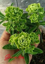 Neuf adenium obesum desert - adenium,