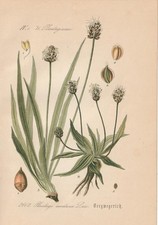 Berg-Wegerich (Plantago
