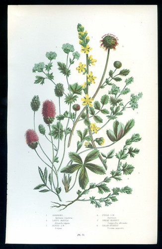 Botanique fleur alchemilla - botanique,,