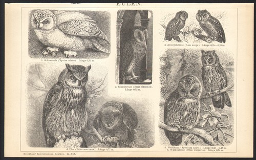 1897 gravure originale - 1897,