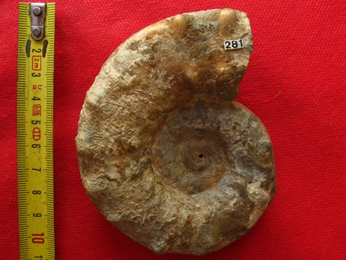 Ammonite oxfordien - ammonite,