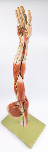 Vtg anatomical somso muscle - anatomical,