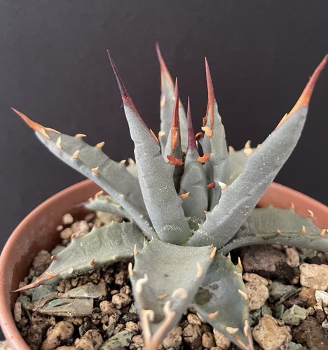 Agave titanota utahensis - agave,