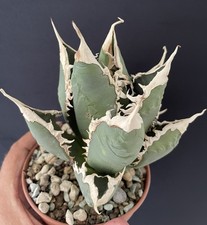 Agave Titanota "Werewolf" very