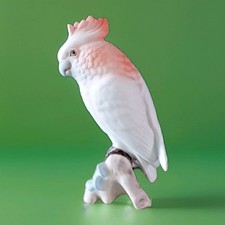 perruche perroquet en