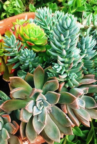 Lot succulentes plantes - lot, &