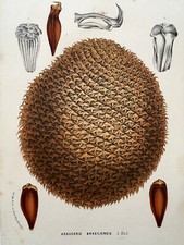 ARAUCARIA BRASILIENSIS Pin