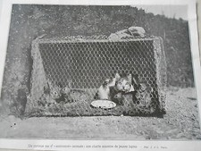 Une Chatte nourrice de jeunes lapins Image Print 1912