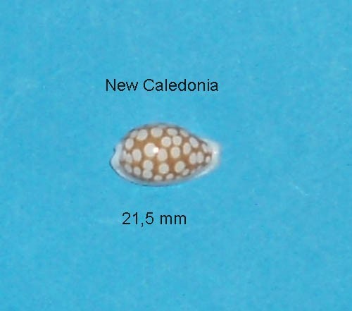 Cypraea cribraria zadela - cypraea,