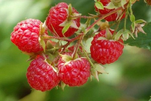 100 graines framboise - graines, de