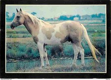Animaux - Chevaux - La Passion du Cheval - Etalon Pinto Palomino - CPM - Voir Sc