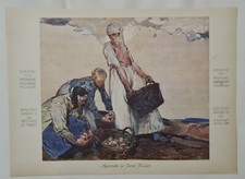 La récolte de pomme de