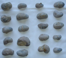 Lot de 20 Fossiles: Gryphée, Huître incurvée appelée Ongle du Pied du Diable