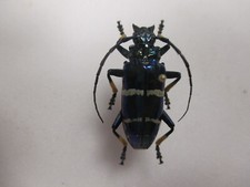 Entomologie Cerambycidae Sphingnotus mirabilis splendens ssp Aru - Indonésie