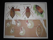 DV1108 AFFICHE ECOLE ROSSIGNOL
