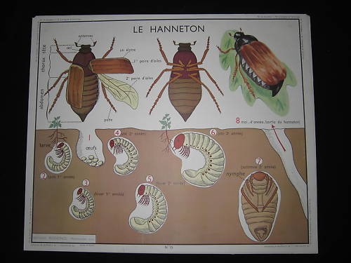 Dv1108 affiche ecole - dv1108,