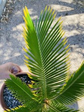 Cycas Revoluta Aurea 15 Cm - Palm Zamia Encephalartos Caudex