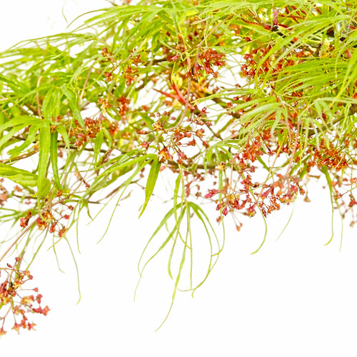 Acer palmatum koto ito - acer, 'koto-no-ito'