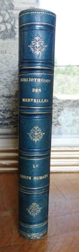 Corps humain - (a., pileur)