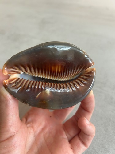 Coquillage collection - coquillage,