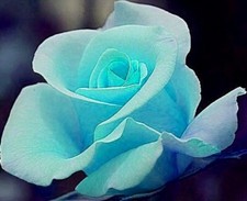 10 graines Rosier rose BLEU