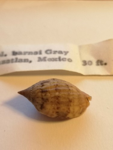 Voluta lyria barnesii rare - voluta,