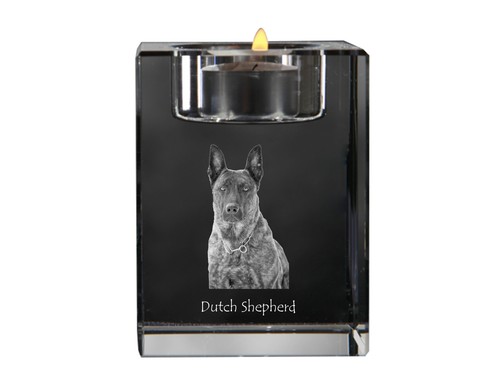 Hollandais chien berger - chien,