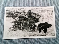 Cpa Saint Pierre Et Miquelon Attelage De Chiens  Photo Jean Briand