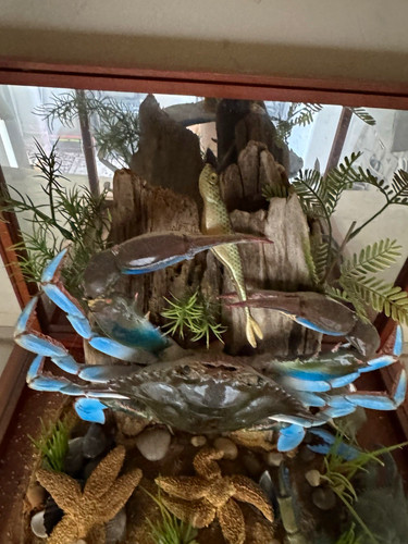 Taxidermic blue claw crab with - blue,