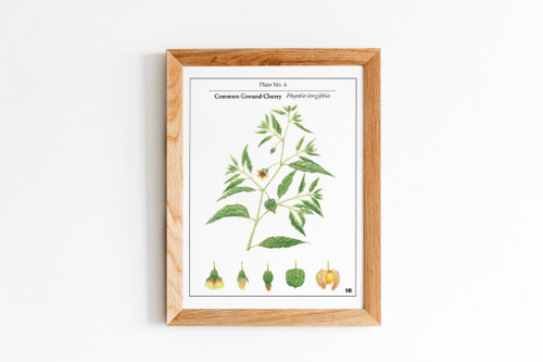 Common ground cherry botanical - common,