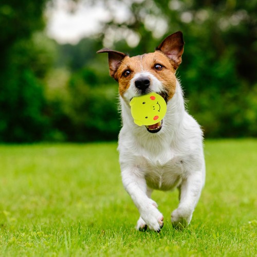 Jouet interactif chien - interactif,