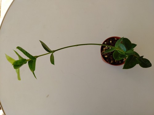 Hoya densifolia - hoya,