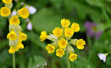 50 Graines De Coucou Primevere Officinale (bio)